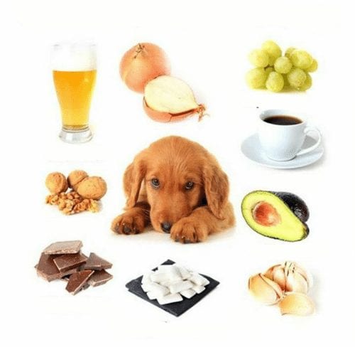 Nebezpečné potraviny pre psa Zdroj: Pinterest