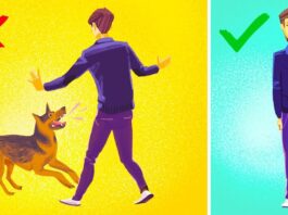 Ako sa chrániť pred útokom agresívneho psa? LajfHeky