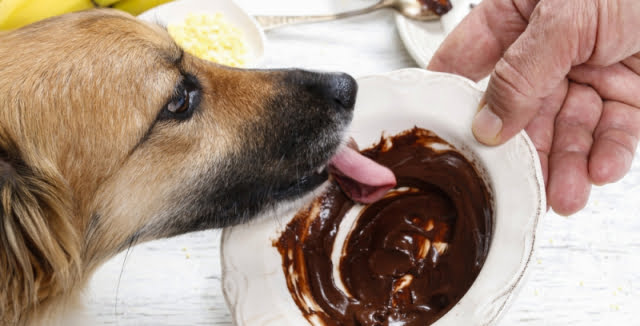 Nebezpečné potraviny pre psa Zdroj: Pinterest