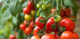 Domáce hnojivo na paradajky