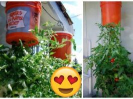 Pestovanie paradajok doma