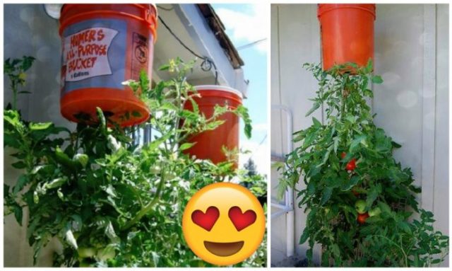 Pestovanie paradajok doma
