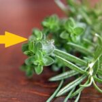 Recept na tymiánový sirup